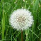 Pusteblume