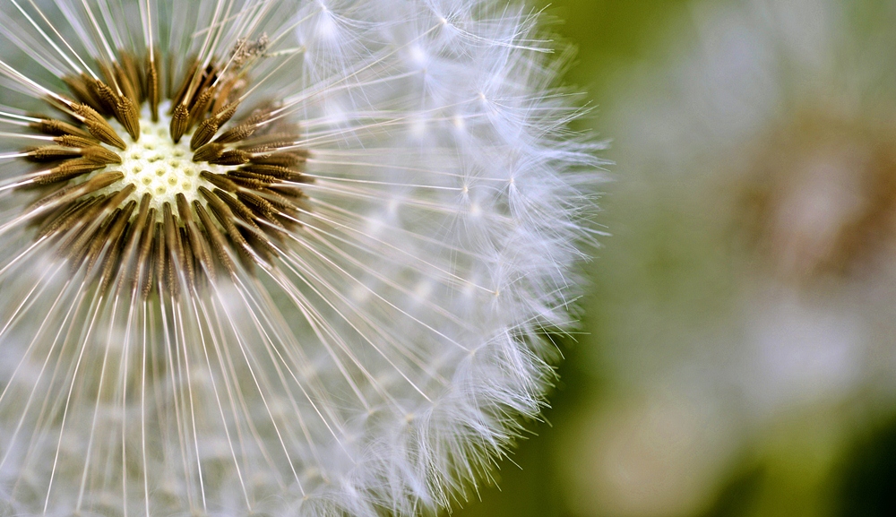 Pusteblume