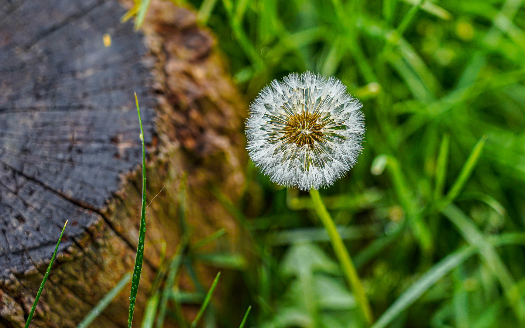 Pusteblume