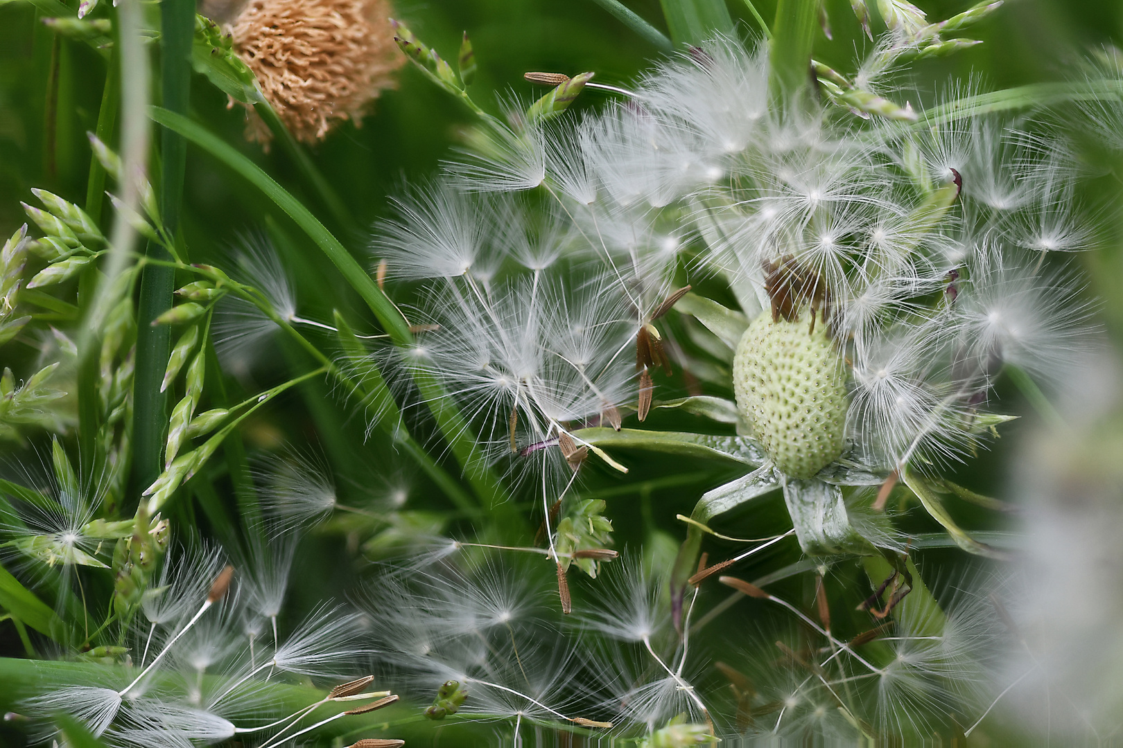 Pusteblume