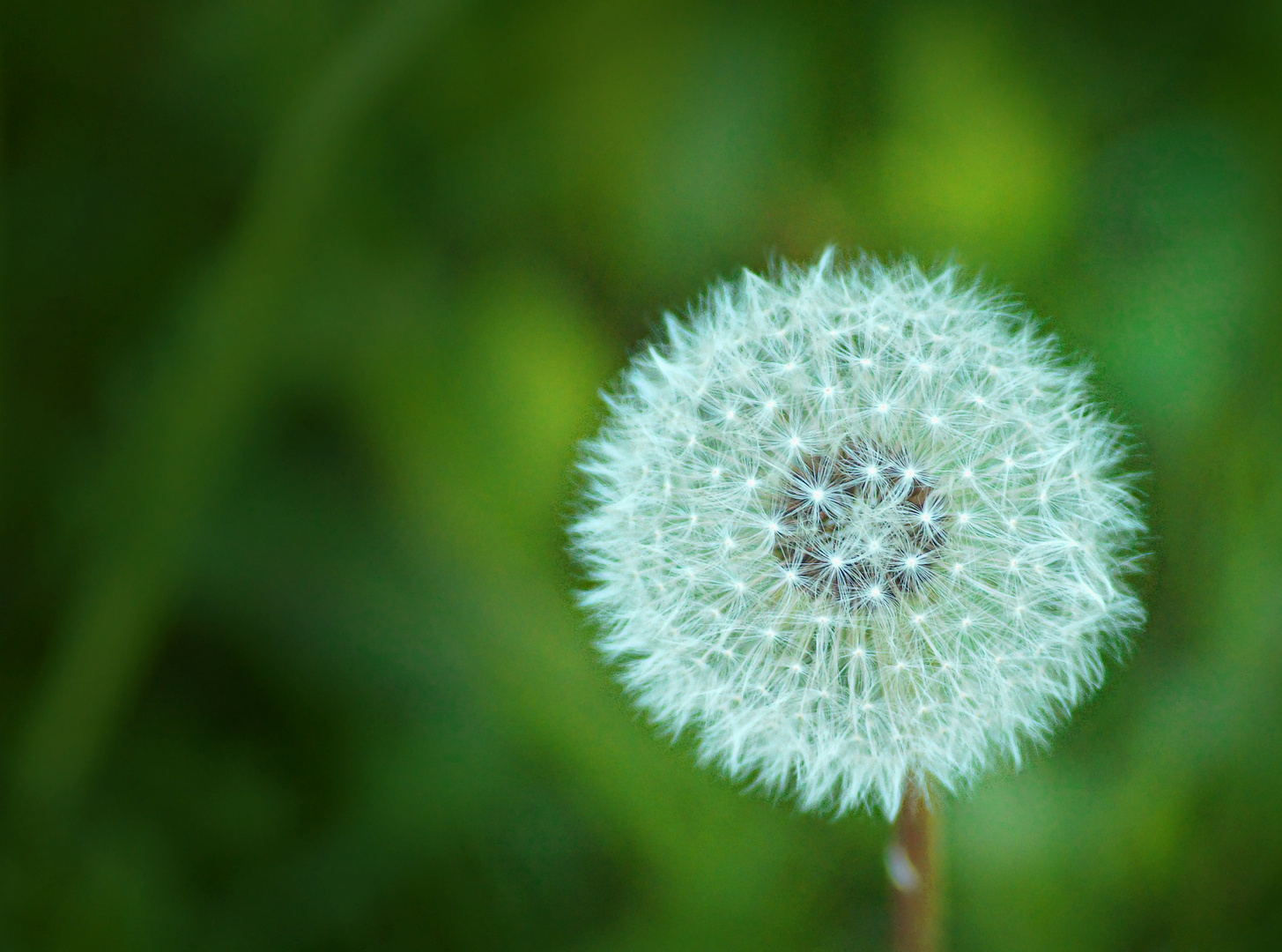 Pusteblume