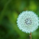 Pusteblume