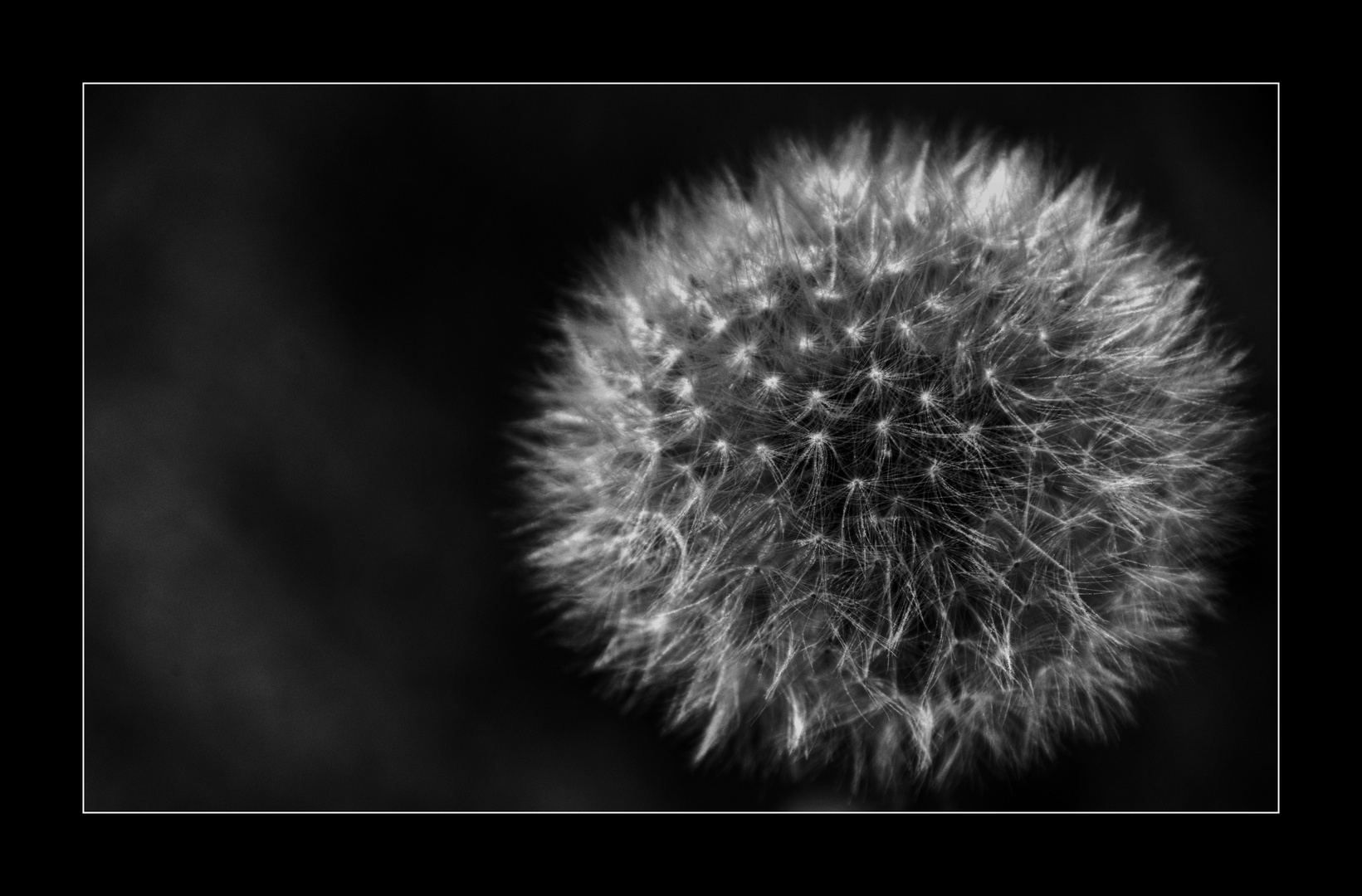 Pusteblume