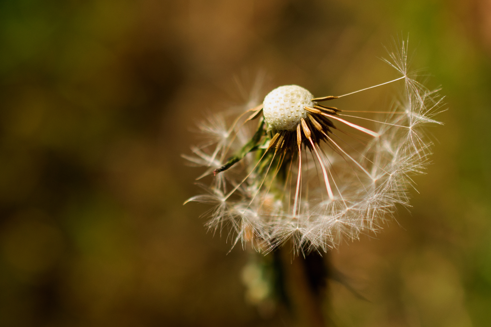 Pusteblume