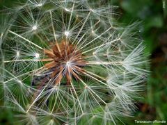 Pusteblume