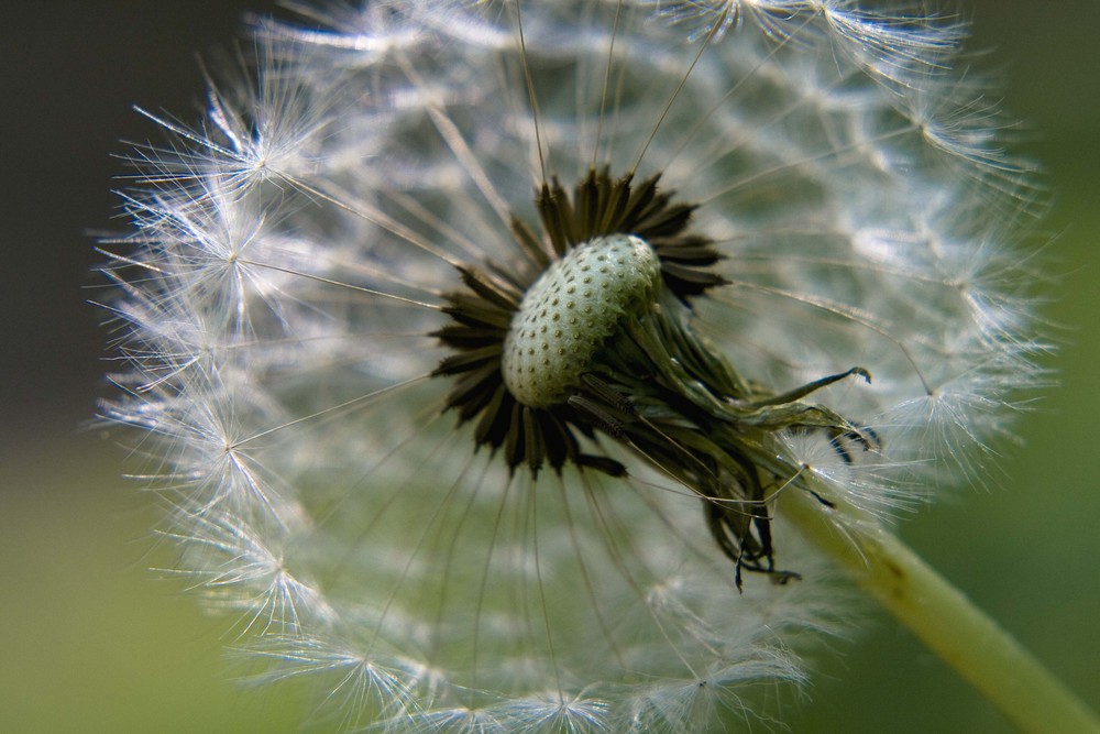 Pusteblume