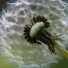 Pusteblume