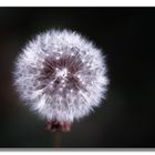 Pusteblume