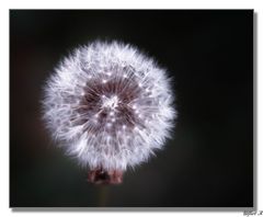 Pusteblume