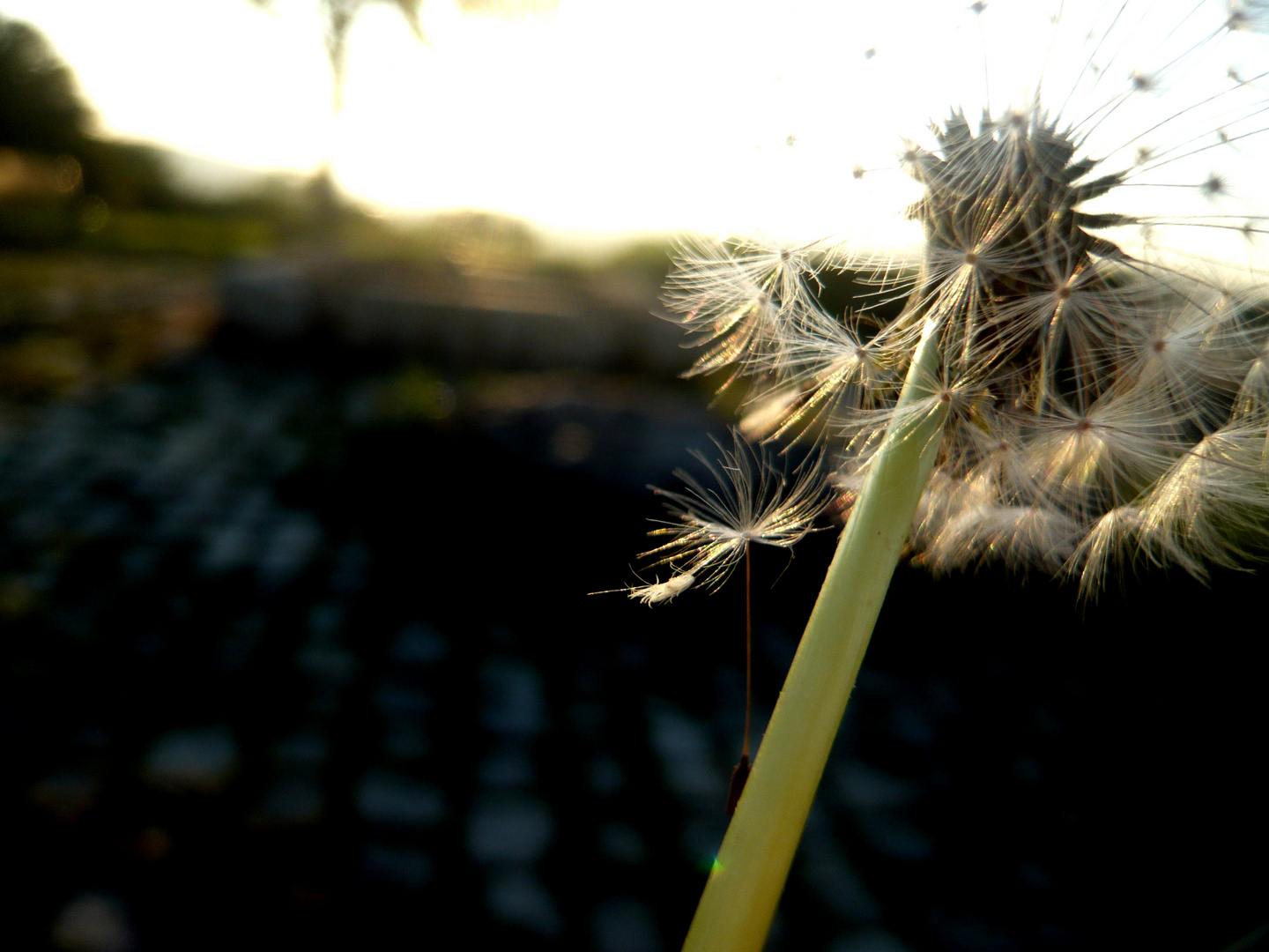 Pusteblume