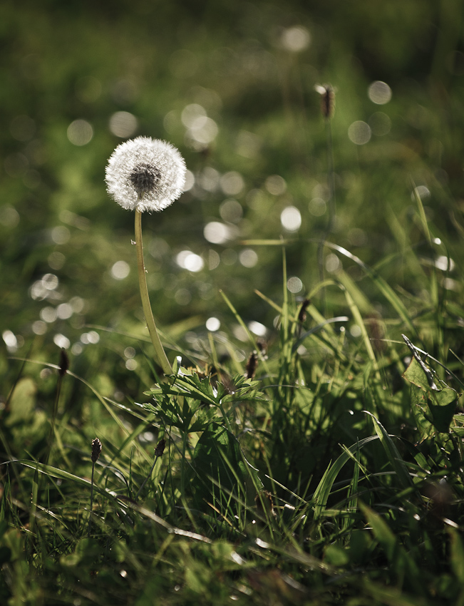 Pusteblume