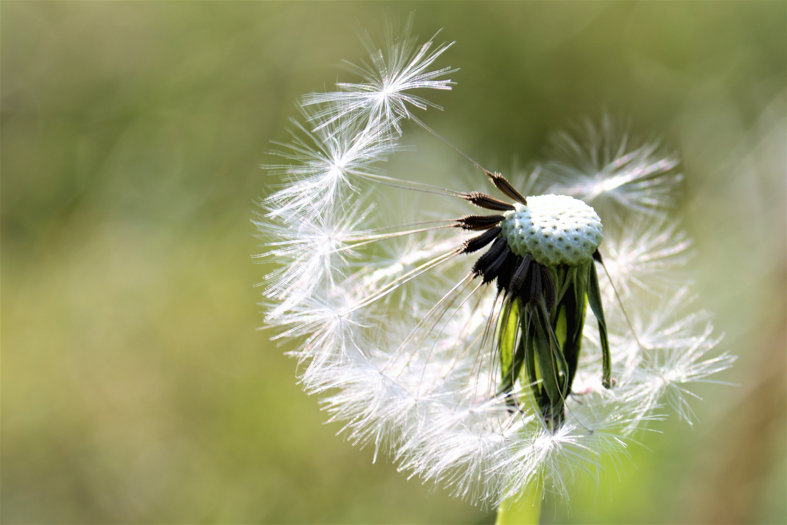 Pusteblume 