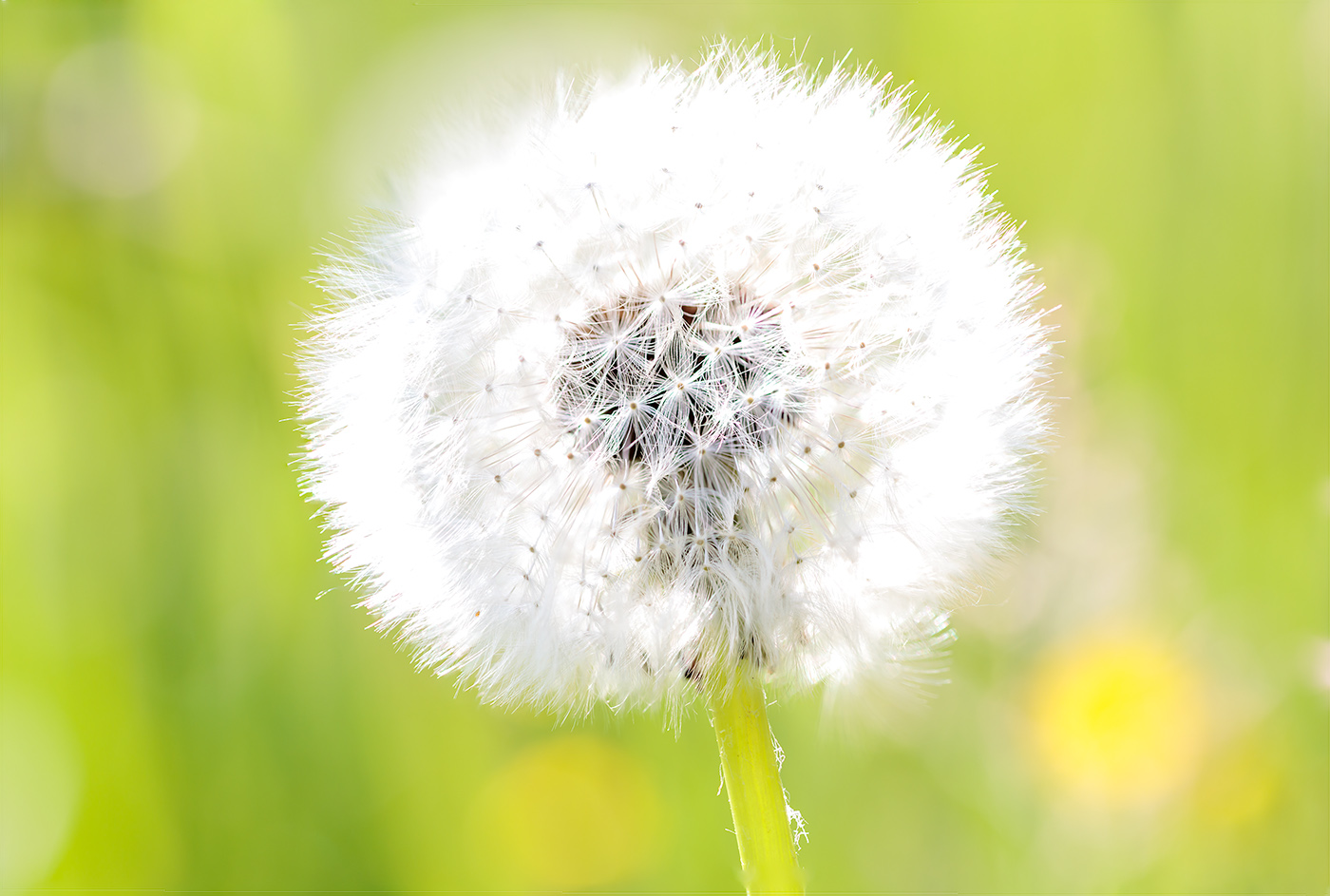 Pusteblume