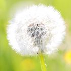 Pusteblume