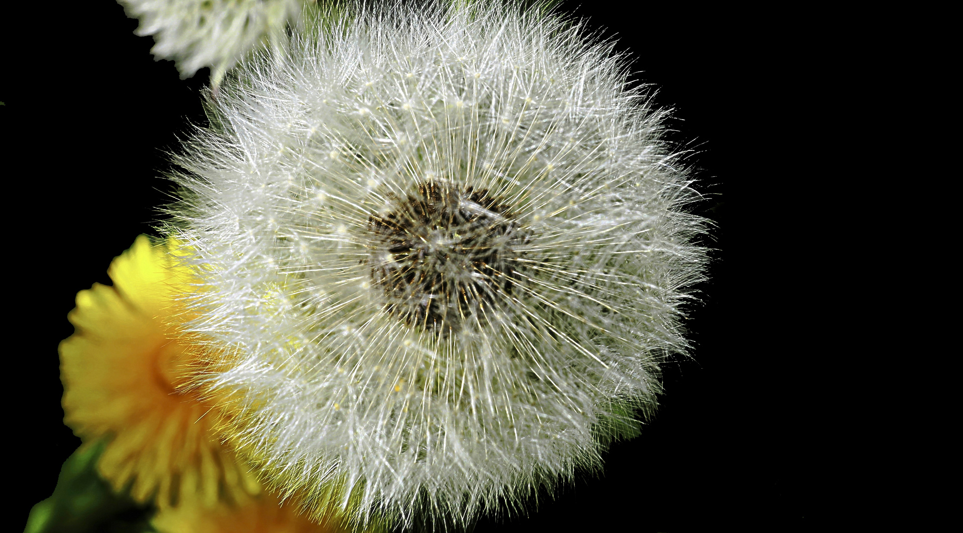 Pusteblume