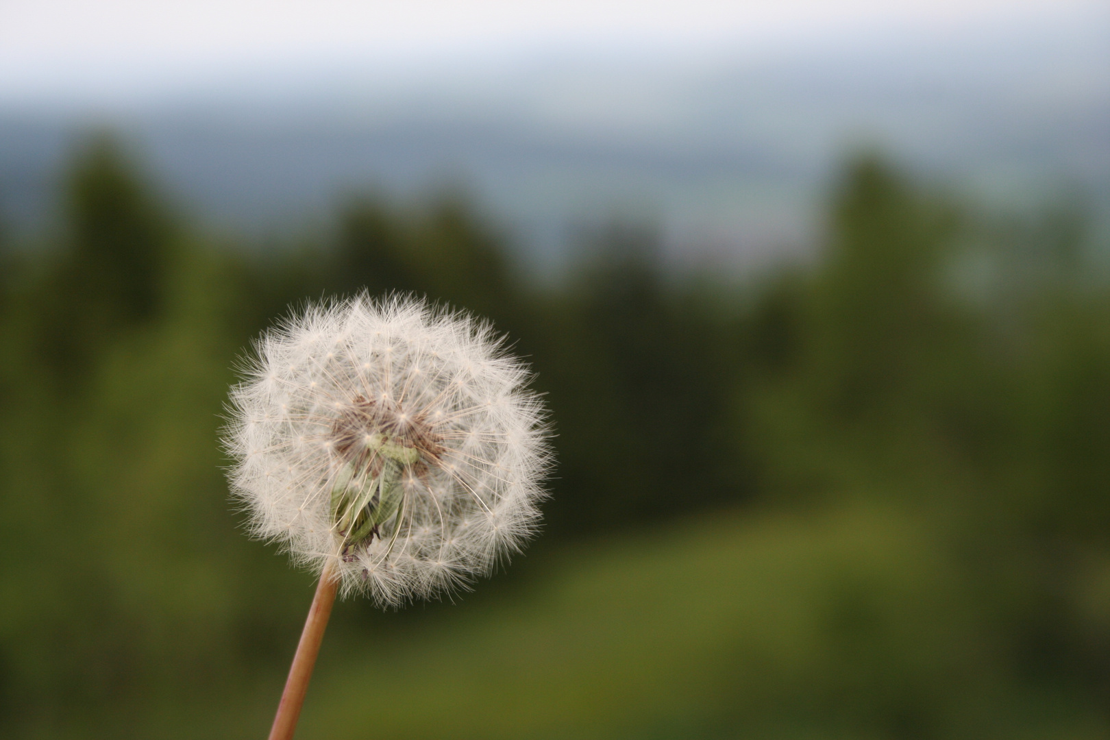 PusteBlume