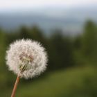 PusteBlume