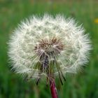 Pusteblume