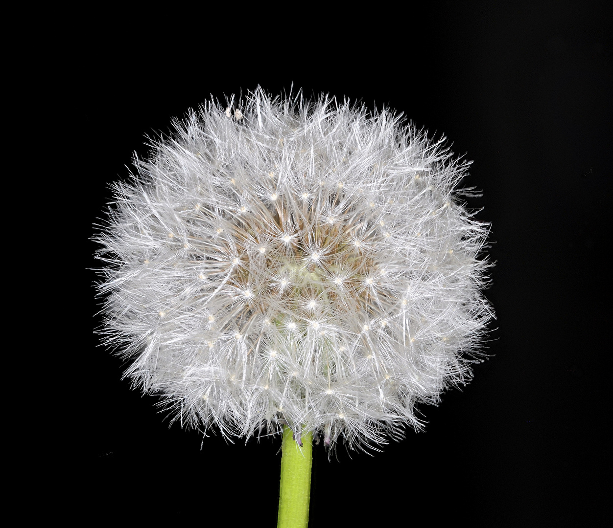 Pusteblume