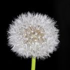 Pusteblume