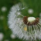 pusteblume