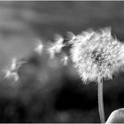 Pusteblume