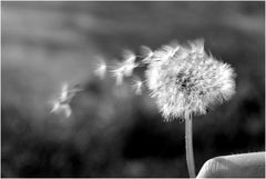 Pusteblume