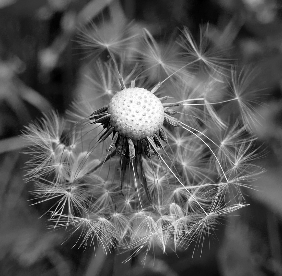 Pusteblume