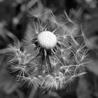 Pusteblume