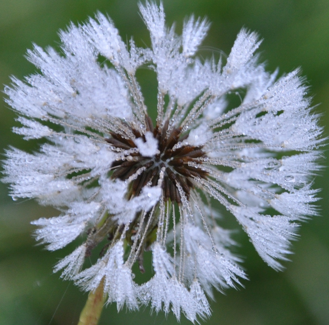 Pusteblume