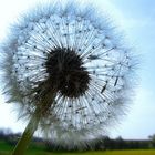 Pusteblume