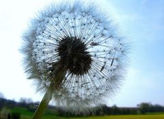 Pusteblume