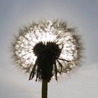 Pusteblume