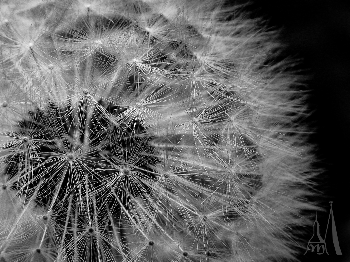 Pusteblume