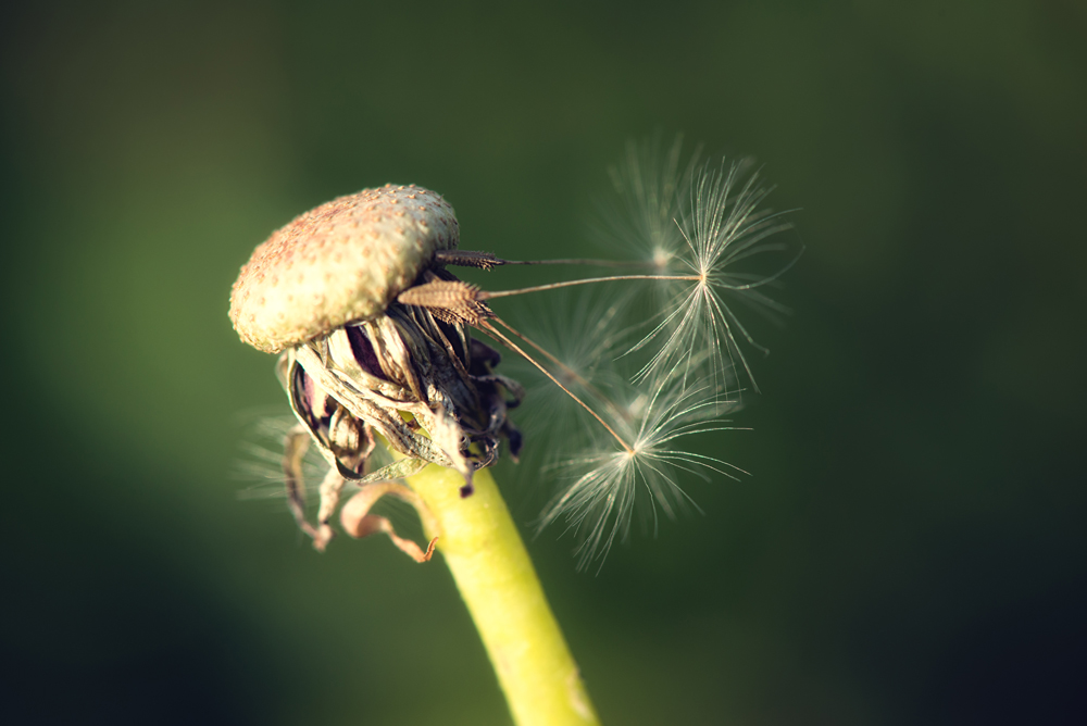 Pusteblume