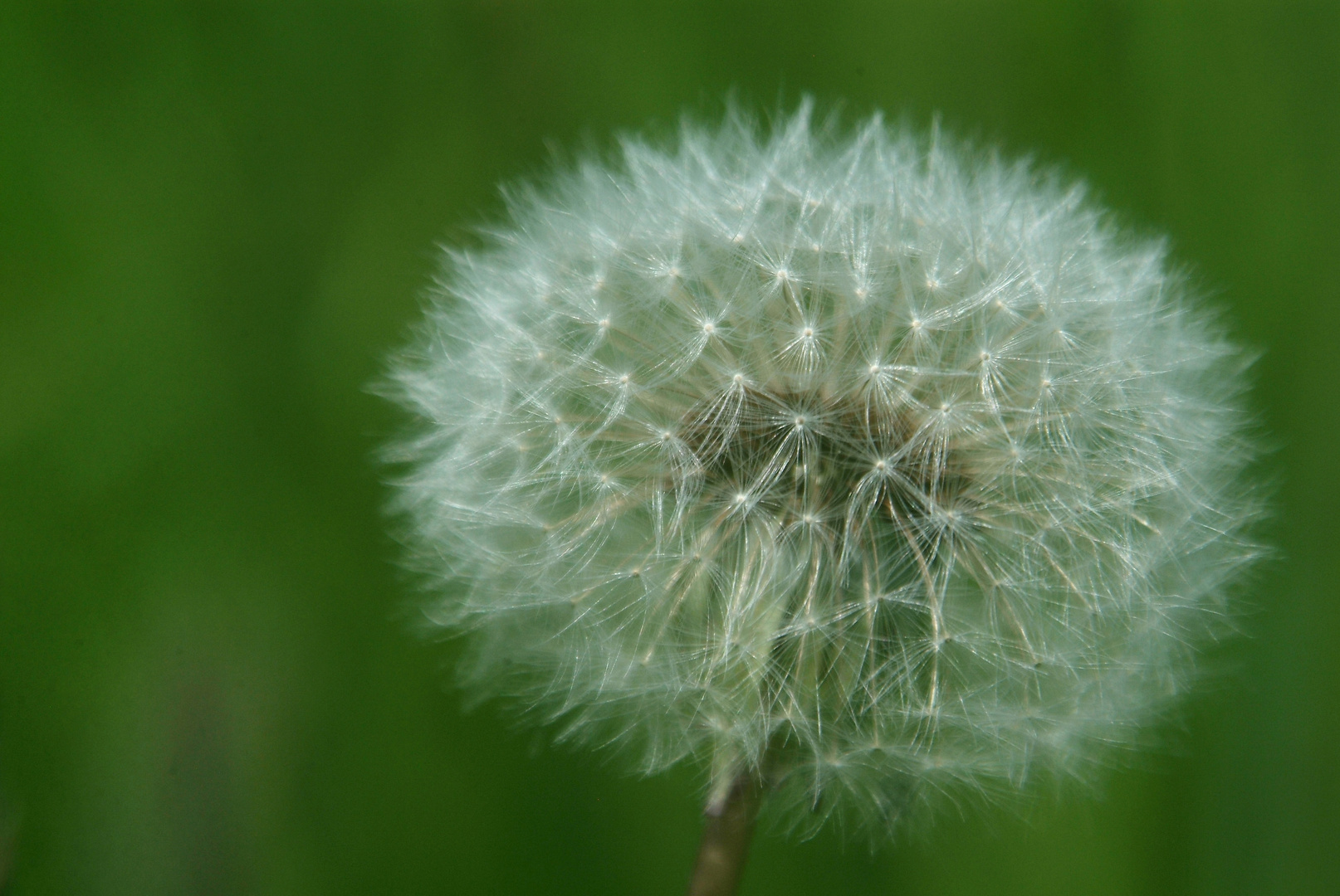 Pusteblume