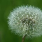 Pusteblume