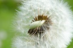 Pusteblume