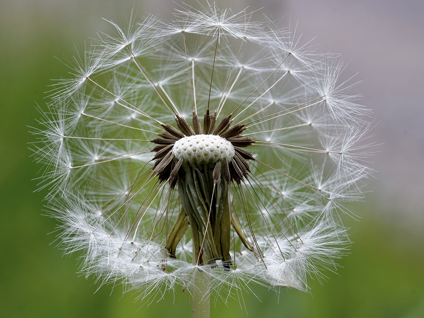 Pusteblume