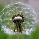 Pusteblume