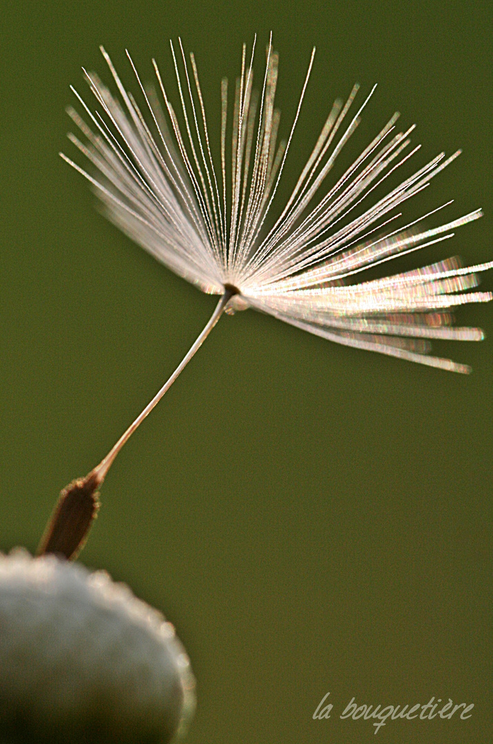 Pusteblume