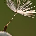 Pusteblume