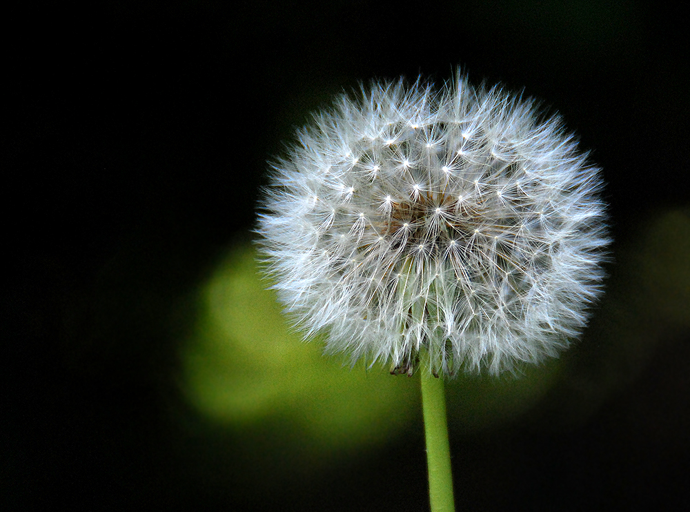 Pusteblume