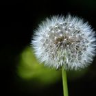 Pusteblume