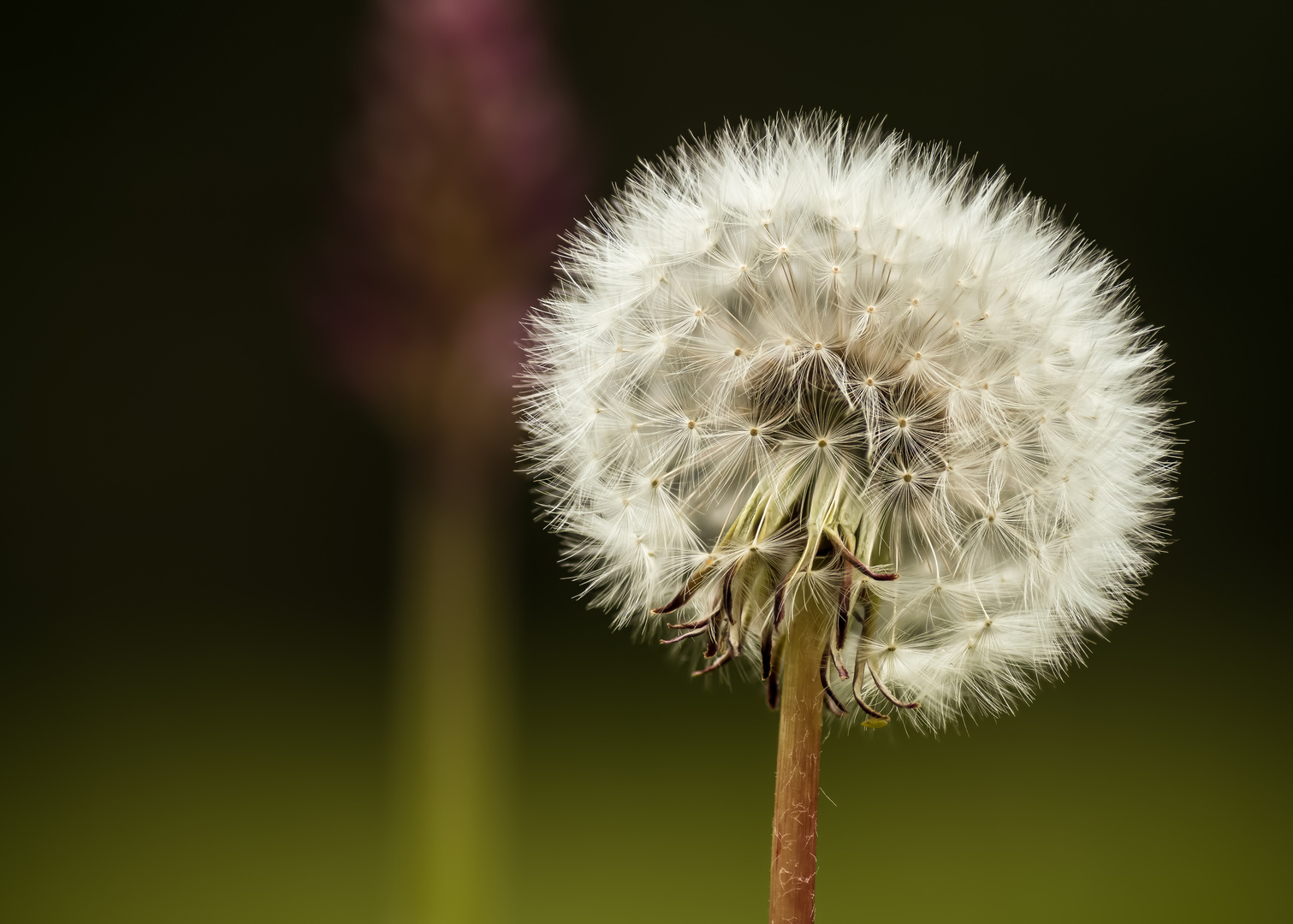 Pusteblume