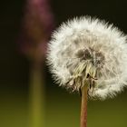 Pusteblume