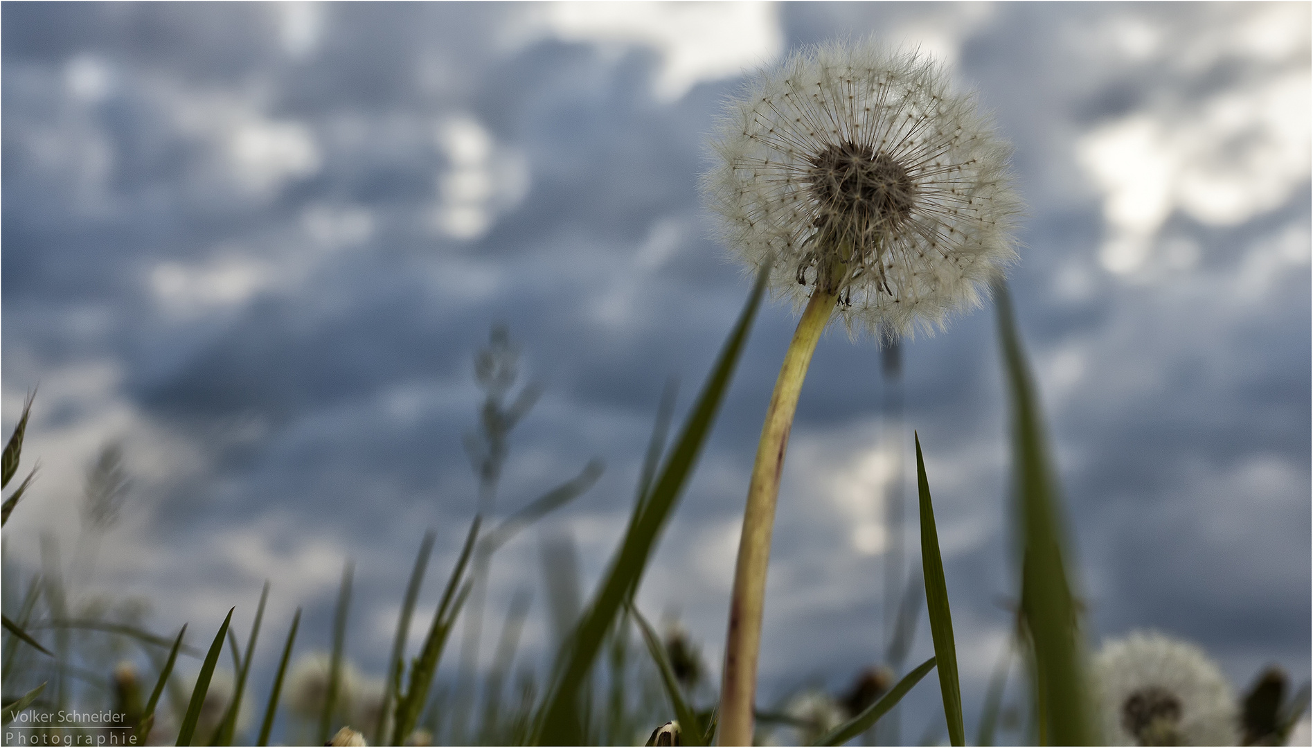 Pusteblume