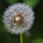 Pusteblume