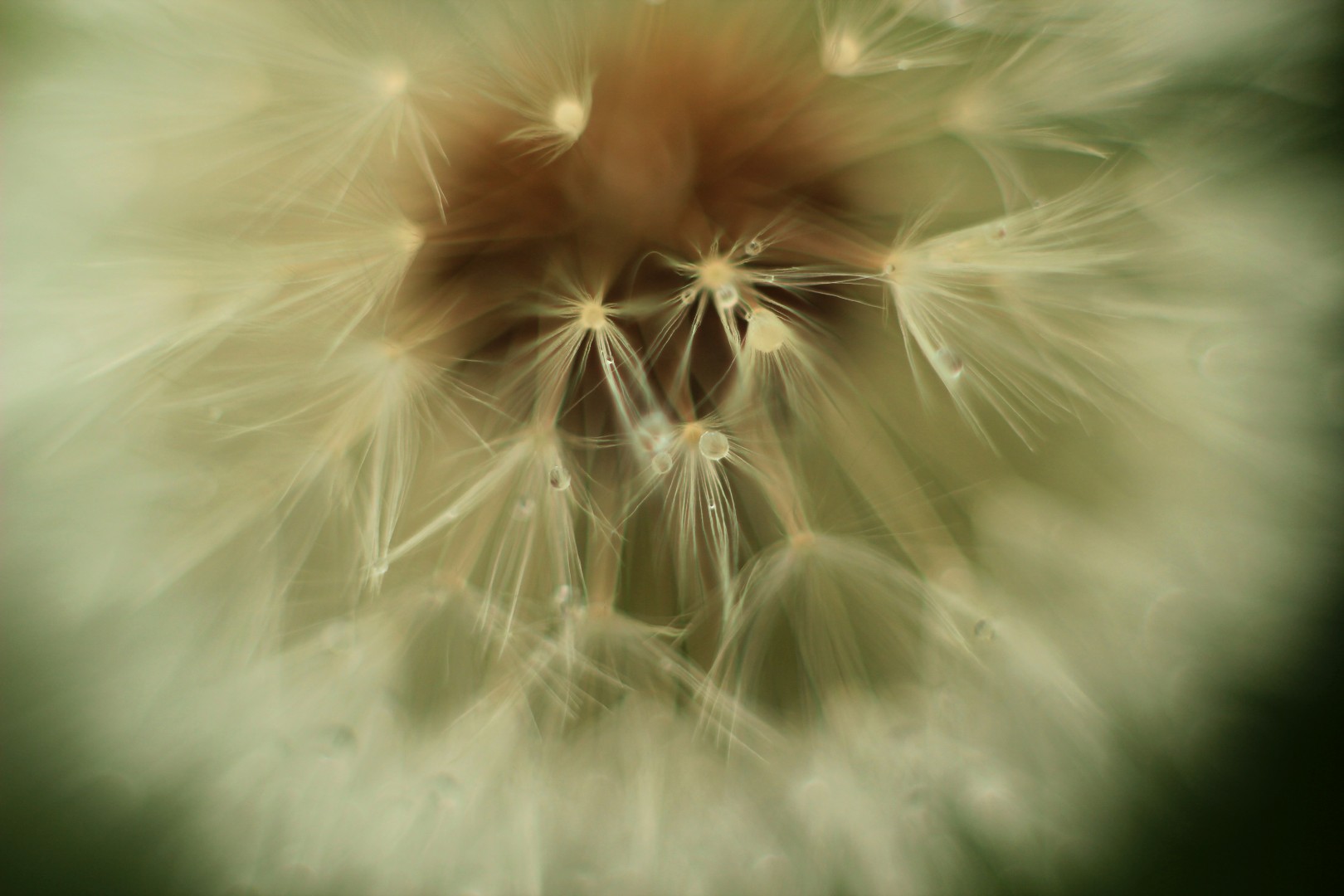 Pusteblume