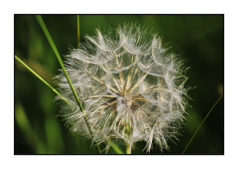 Pusteblume